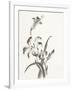 Sumi Daylily II-Chris Paschke-Framed Art Print