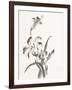 Sumi Daylily II-Chris Paschke-Framed Art Print