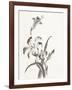 Sumi Daylily II-Chris Paschke-Framed Art Print