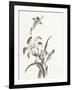 Sumi Daylily II-Chris Paschke-Framed Art Print