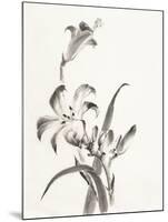 Sumi Daylily II-Chris Paschke-Mounted Art Print