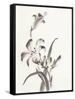 Sumi Daylily II-Chris Paschke-Framed Stretched Canvas