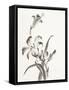 Sumi Daylily II-Chris Paschke-Framed Stretched Canvas