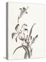 Sumi Daylily II-Chris Paschke-Stretched Canvas