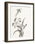 Sumi Daylily II-Chris Paschke-Framed Art Print