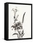 Sumi Daylily III-Chris Paschke-Framed Stretched Canvas