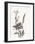 Sumi Daylily III-Chris Paschke-Framed Art Print