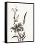 Sumi Daylily III-Chris Paschke-Framed Stretched Canvas