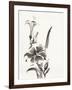 Sumi Daylily III-Chris Paschke-Framed Art Print