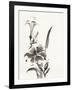 Sumi Daylily III-Chris Paschke-Framed Art Print