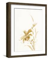 Sumi Daylily IV Gold-Chris Paschke-Framed Art Print