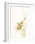 Sumi Daylily IV Gold-Chris Paschke-Framed Art Print