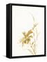 Sumi Daylily IV Gold-Chris Paschke-Framed Stretched Canvas