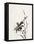 Sumi Daylily IV-Chris Paschke-Framed Stretched Canvas