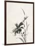 Sumi Daylily IV-Chris Paschke-Framed Art Print