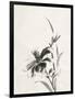 Sumi Daylily IV-Chris Paschke-Framed Art Print