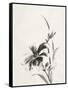 Sumi Daylily IV-Chris Paschke-Framed Stretched Canvas