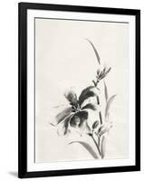 Sumi Daylily IV-Chris Paschke-Framed Art Print