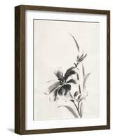 Sumi Daylily IV-Chris Paschke-Framed Art Print