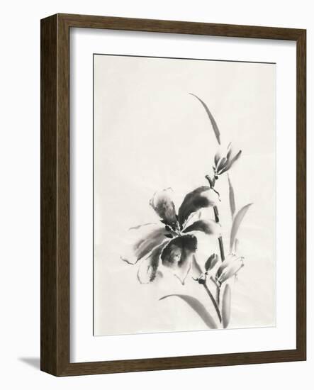 Sumi Daylily IV-Chris Paschke-Framed Art Print