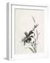 Sumi Daylily IV-Chris Paschke-Framed Art Print