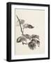 Sumi Kiwi Cream-Chris Paschke-Framed Art Print