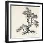 Sumi Tree I-Chris Paschke-Framed Art Print