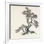 Sumi Tree I-Chris Paschke-Framed Art Print