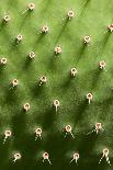 Prickly Pear Cactus close Up.-sumikophoto-Framed Photographic Print