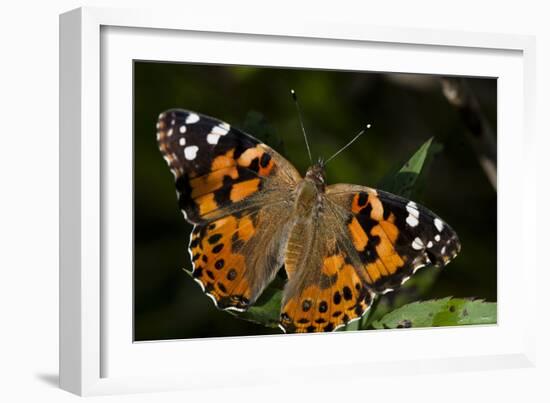 Summer 2012 #1114-Gordon Semmens-Framed Photographic Print