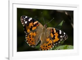 Summer 2012 #1114-Gordon Semmens-Framed Photographic Print