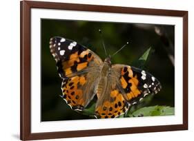 Summer 2012 #1114-Gordon Semmens-Framed Photographic Print