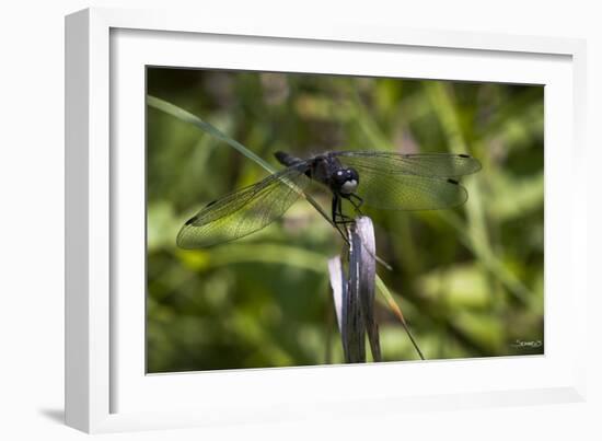 Summer 2012 #252-Gordon Semmens-Framed Photographic Print