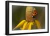 Summer 2012 #519-Gordon Semmens-Framed Photographic Print