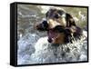 Summer a Labrador Retriever-Rottweiler Crossbreed Swims-null-Framed Stretched Canvas