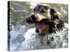 Summer a Labrador Retriever-Rottweiler Crossbreed Swims-null-Stretched Canvas