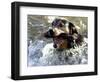 Summer a Labrador Retriever-Rottweiler Crossbreed Swims-null-Framed Photographic Print