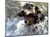 Summer a Labrador Retriever-Rottweiler Crossbreed Swims-null-Mounted Photographic Print