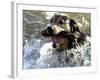 Summer a Labrador Retriever-Rottweiler Crossbreed Swims-null-Framed Photographic Print