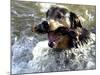 Summer a Labrador Retriever-Rottweiler Crossbreed Swims-null-Mounted Photographic Print