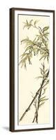 Summer Bamboo I-Chris Paschke-Framed Premium Giclee Print