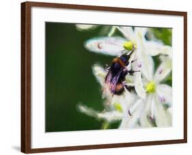 Summer bee, 2018,-Helen White-Framed Giclee Print