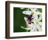 Summer bee, 2018,-Helen White-Framed Giclee Print