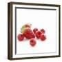 Summer Berries-David Munns-Framed Premium Photographic Print