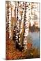 Summer Birch 1-Marcus Prime-Mounted Art Print