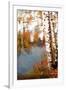 Summer Birch 2-Marcus Prime-Framed Art Print