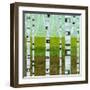 Summer Birches-Michelle Calkins-Framed Art Print