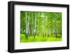 Summer Birchwood Forest-null-Framed Art Print