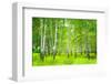 Summer Birchwood Forest-null-Framed Art Print