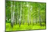 Summer Birchwood Forest-null-Mounted Art Print